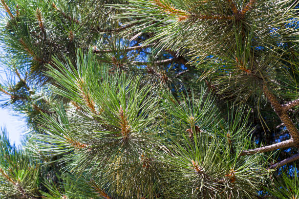 istock Pine background. Green evergreen tree close up. 1358582959