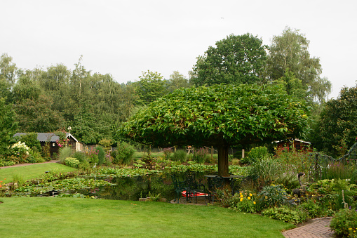 North brabant: large mulberry tree in full lentgh standing near a pond.