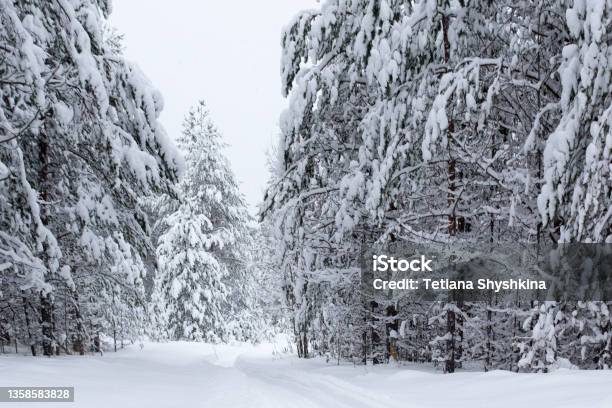 Forest In Winter Trees Covered With Snow Stock Photo - Download Image Now - Backgrounds, Beauty, Carpathian Mountain Range