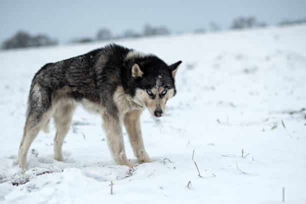istock husky dog walking 1358583882