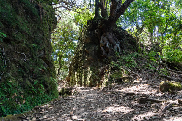 istock Hiking path in the forest in Levada do Caldeirao Verde Trai 1358584315