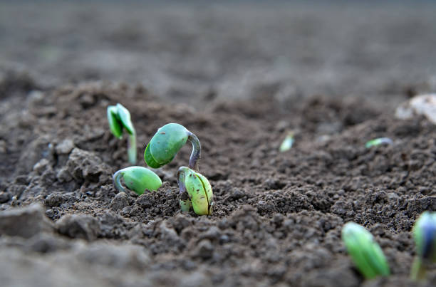soy plant sprouting stock photo