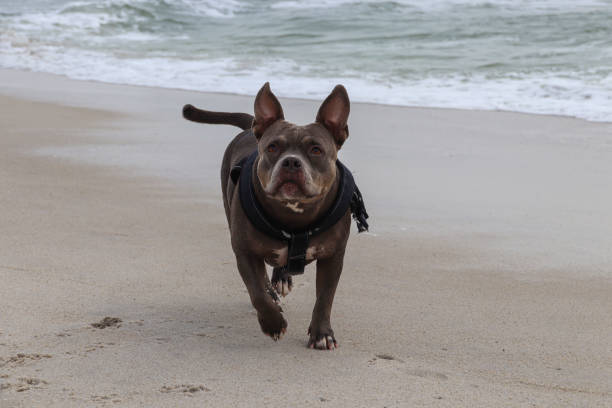 istock American Bully at the Beach 1358585218