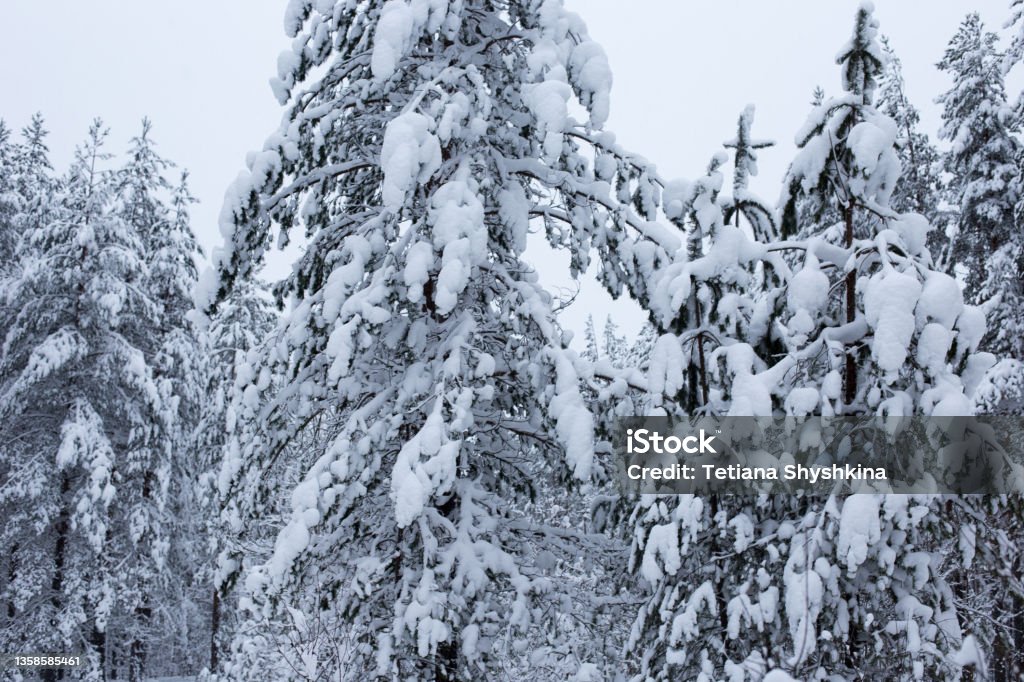 Forest in winter trees covered with snow Forest in winter trees covered with snow. High-quality photo Backgrounds Stock Photo