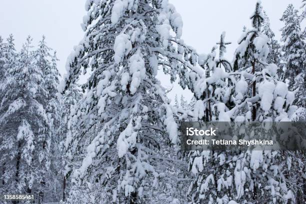 Forest In Winter Trees Covered With Snow Stock Photo - Download Image Now - Backgrounds, Beauty, Carpathian Mountain Range