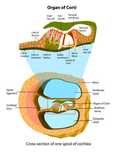 ilustrações, clipart, desenhos animados e ícones de anatomia do ouvido interno. seção transversal de uma espiral de cóclea. estrutura do órgão de corti. - invertebrado