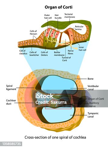 istock Anatomy of inner ear. Cross-section of one spiral of cochlea. Structure of the organ of Corti. 1358585735