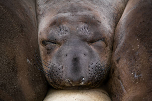 Wild elephant seal (Mirounga angustirostris) resting on sandy beach.