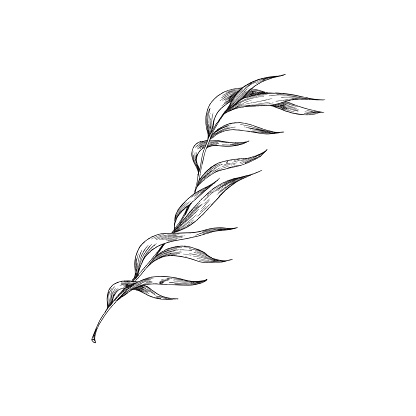 Seaweed, kelp or spirulina in monochrome sketch style, vector illustration isolated on white background. Hand drawn engraved underwater and sea plant for marine design.