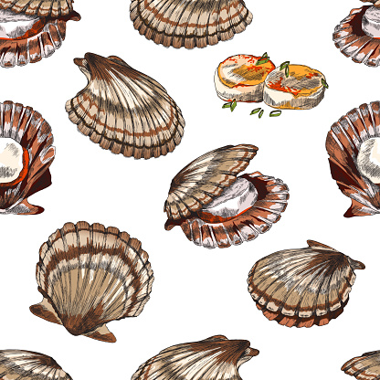 Scallop or clam seamless pattern in hand drawn sketch style, vector illustration on white background.