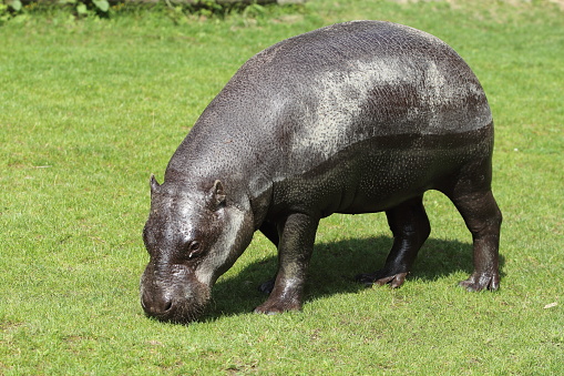The pygmy hippopotamus (Choeropsis liberiensis or Hexaprotodon liberiensis) is a small hippopotamid which is native to the forests and swamps of West Africa