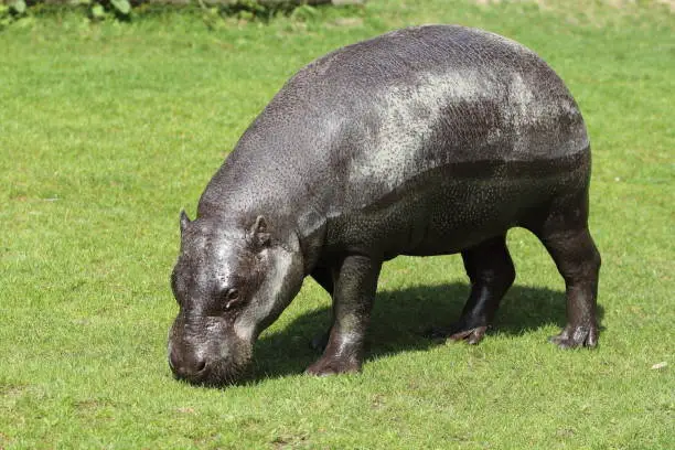 Photo of The pygmy hippopotamus (Choeropsis liberiensis or Hexaprotodon liberiensis) is a small hippopotamid which is native to the forests and swamps of West Africa