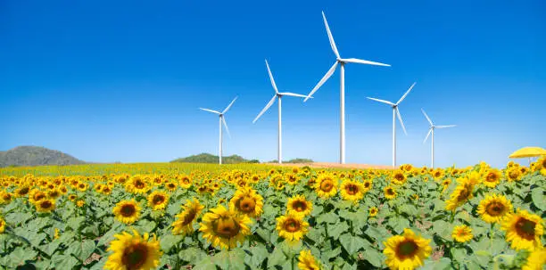 Photo of wide-angle view of a sunflower field on a clear day and wind turbine in the blue sky background.