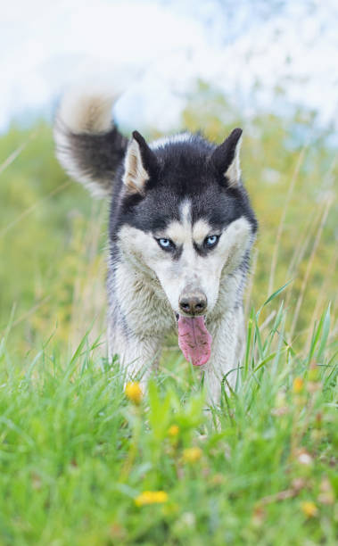 istock beautiful siberian husky 1358589359