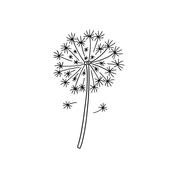 löwenzahn handgezeichnetes vektor-logo. schwarz-weiß flauschige frühlingsblumenzeichnung, isoliert auf weißem hintergrund. - pollenflug stock-grafiken, -clipart, -cartoons und -symbole