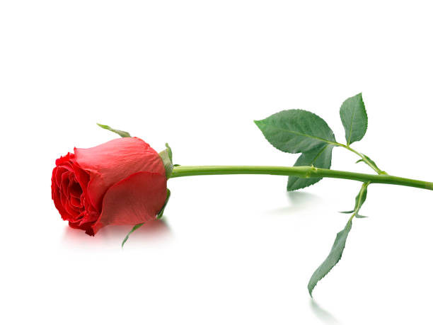 istock red rose isolated on white background, Valentines day concept 1358589851