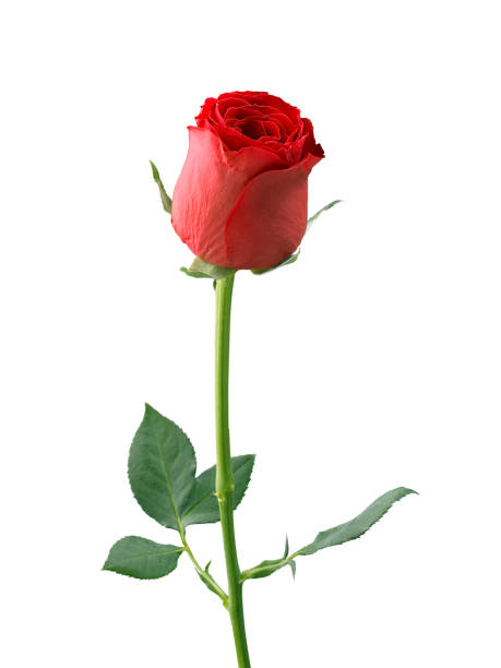 istock red rose isolated on white background, Valentines day concept 1358590376