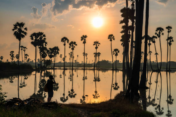 istock Photograph at sugar tree with reflection at sunrise 1358590551
