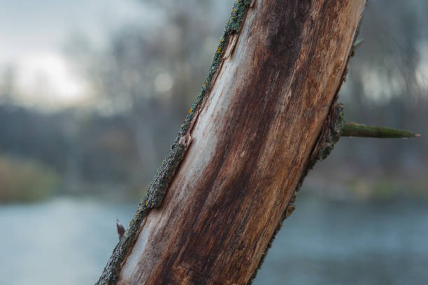 Bared Tree 160+ Bared Trees Stock Photos, Pictures & Royalty-Free Images - iStock