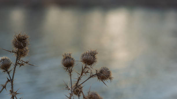 Dry fruits of milk thistle on a blurred background. Autumn season. Natural background. Web banner.