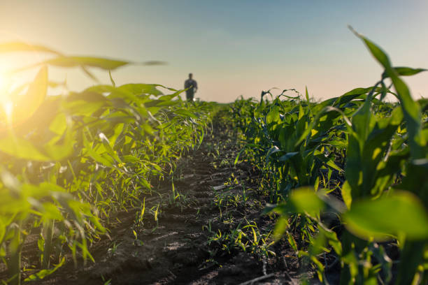 istock Farm worker walk along maize stalks in fields sunset time somwhere in Ukraine 1358590949