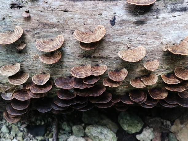 istock Fungus Lenzites on rotten wood 1358591945