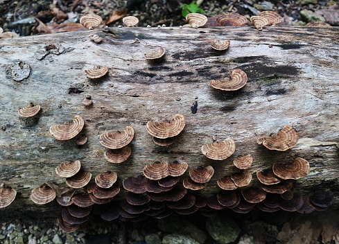 Fungus Lenzites on rotten wood