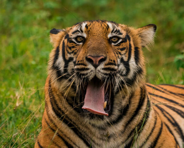 istock ROYAL BENGAL TIGER 1358592258