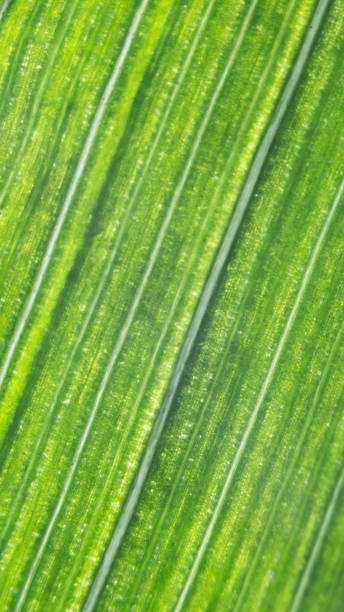 fond de feuille verte organique naturelle rayée - chlorophyll striped leaf natural pattern photos et images de collection