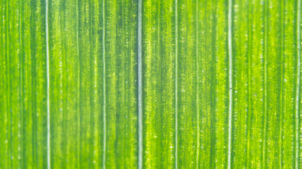 fond de feuilles vertes organiques naturelles rayées #2 - chlorophyll striped leaf natural pattern photos et images de collection