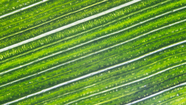 fond de feuille verte organique naturelle rayée #5 - chlorophyll striped leaf natural pattern photos et images de collection