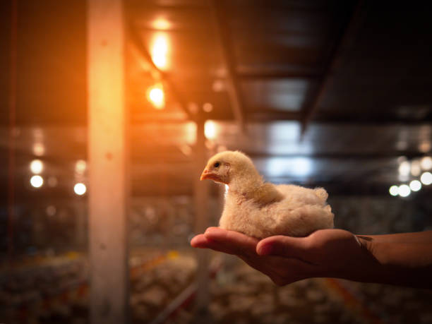 istock Chicken sit on the hand with yellow light. 1358594738