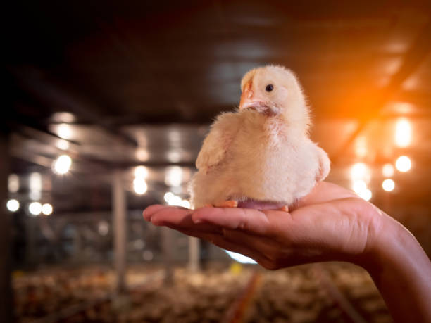 il pollo si siede sulla mano con la luce gialla. - animal young bird baby chicken chicken foto e immagini stock