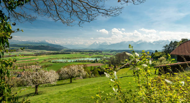 A vibrant green meadow dotted with wildflowers slopes gently downward toward a row of blooming fruit trees, while layers of forested mountains rise toward snow-capped Alpine peaks under a brilliant blue sky with white clouds.