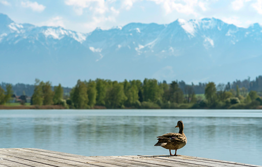 Bernese Alps with Gerzensee in the foreground