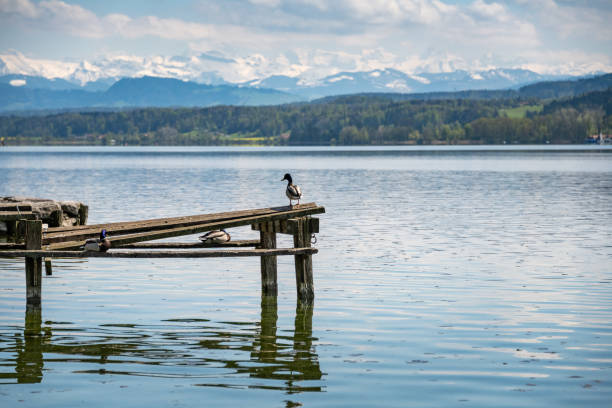 istock Duck on wooden footbridge with alpine panorama 1358595051