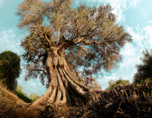 old olive tree - olive tree imagens e fotografias de stock