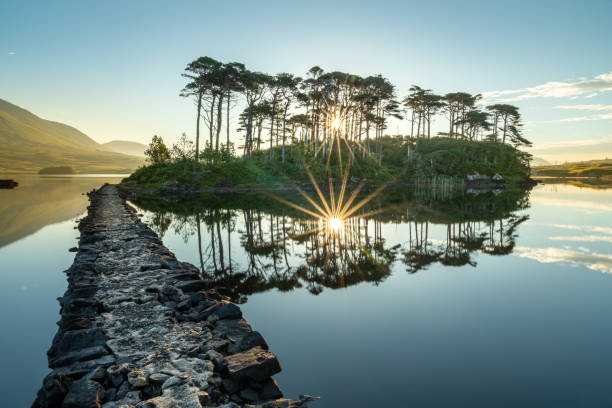 Pine Island Perfect reflection of pine Island on a still lake with the sun rising behind the trees in Connemara connemara national park stock pictures, royalty-free photos & images