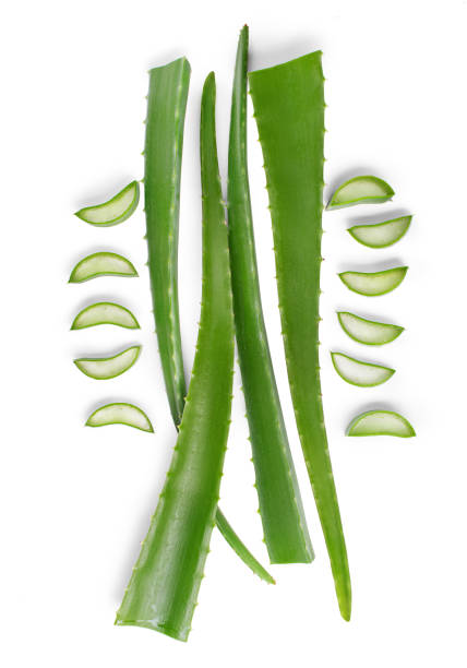 istock green aloe leaves on a white background 1358596360