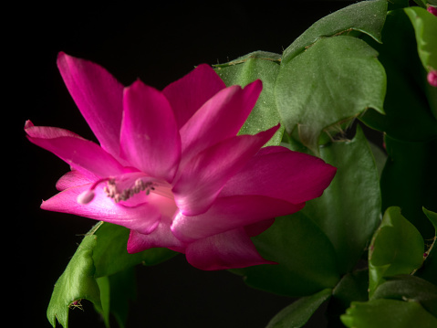 Photo of Christmas cactus flower blooming, the false Christmas cactus, is a species of plant in the family Cactaceae. It is endemic to a small area of the coastal mountains of south-eastern Brazil where its natural habitats are subtropical or tropical moist forests. It is the parent or one of the parents of the houseplants called Christmas cactus or Thanksgiving cactus, among other names. \nPhoto of the flowering Christmas cactus, the false Christmas cactus, is a species of plant in the Cactaceae family. It is endemic to a small area of the coastal mountains of southeastern Brazil where its natural habitats are subtropical or tropical moist forests. It is the parent or one of the relatives of indoor plants called Christmas cacti or Thanksgiving cactus, among other names.