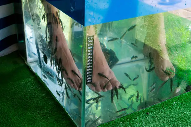 Photo of Female legs in an aquarium with Garra Rufa fish. Fish spa pedicure wellness skin care treatment with the fish rufa garra, also called doctor fish.