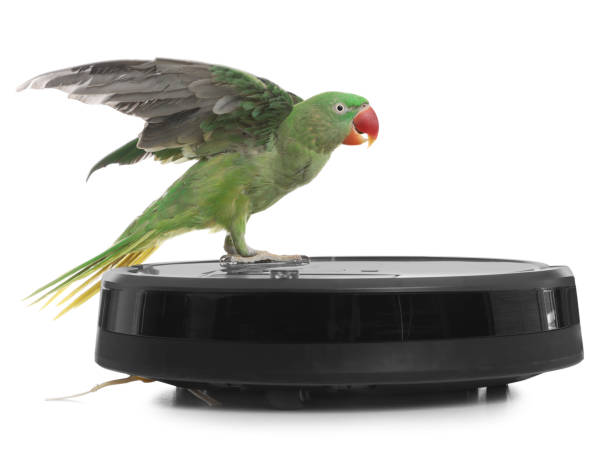 istock Modern robotic vacuum cleaner and Alexandrine parakeet on white background 1358600655