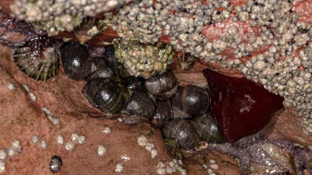 istock Mottled Sea Hare & Sea Snails. 1358601242