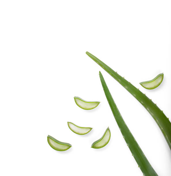 istock green aloe leaves on a white background 1358601247
