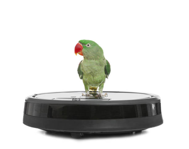 istock Modern robotic vacuum cleaner and Alexandrine parakeet on white background 1358601256
