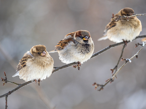 Three Sparrows sits on a branch without leaves. Sparrows on a branch in the autumn or winter