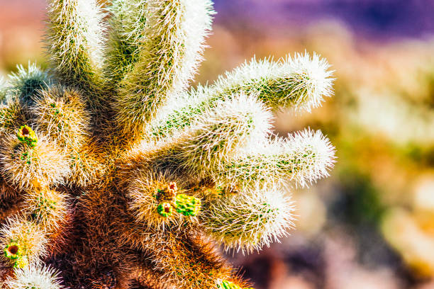 Close-up of a cactus from above, showcasing its sharp spines and intricate pattern in a desert setting.