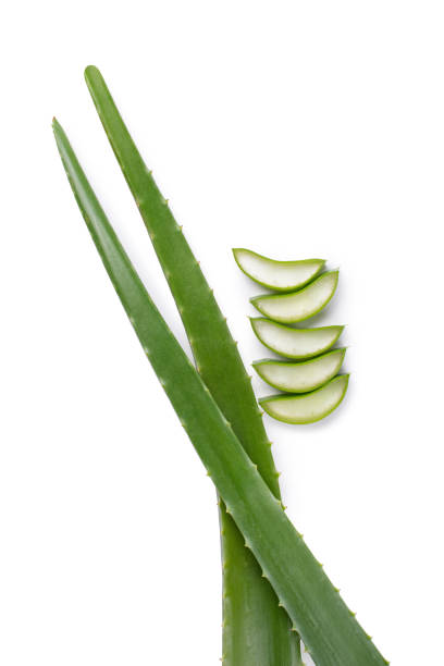 istock green aloe leaves on a white background 1358602763