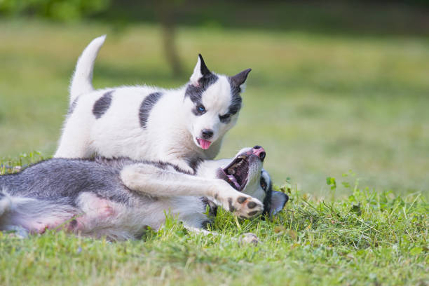 istock siberian husky puppy 1358603736