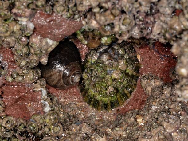 istock Cellana Tramoserica Shell, Sea Snail & Barnacles. 1358603789
